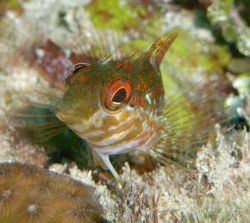 Saddled Blenny by Lora Tucker 